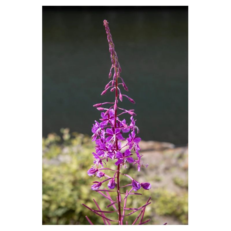 fireweed also willow herb also rosebay willowherb