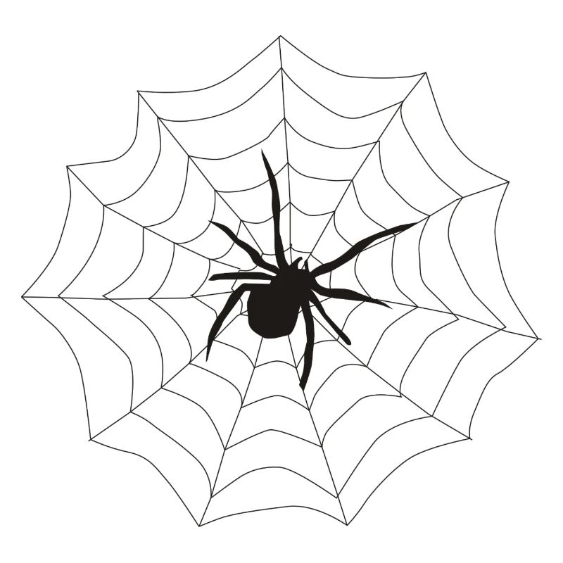 Spinne Netz