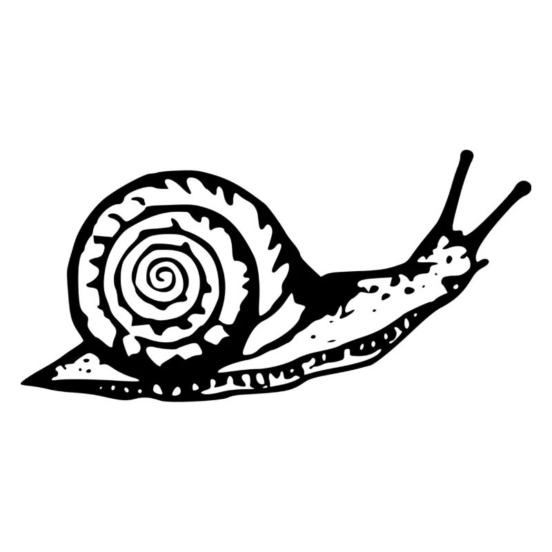 Snail black and withe