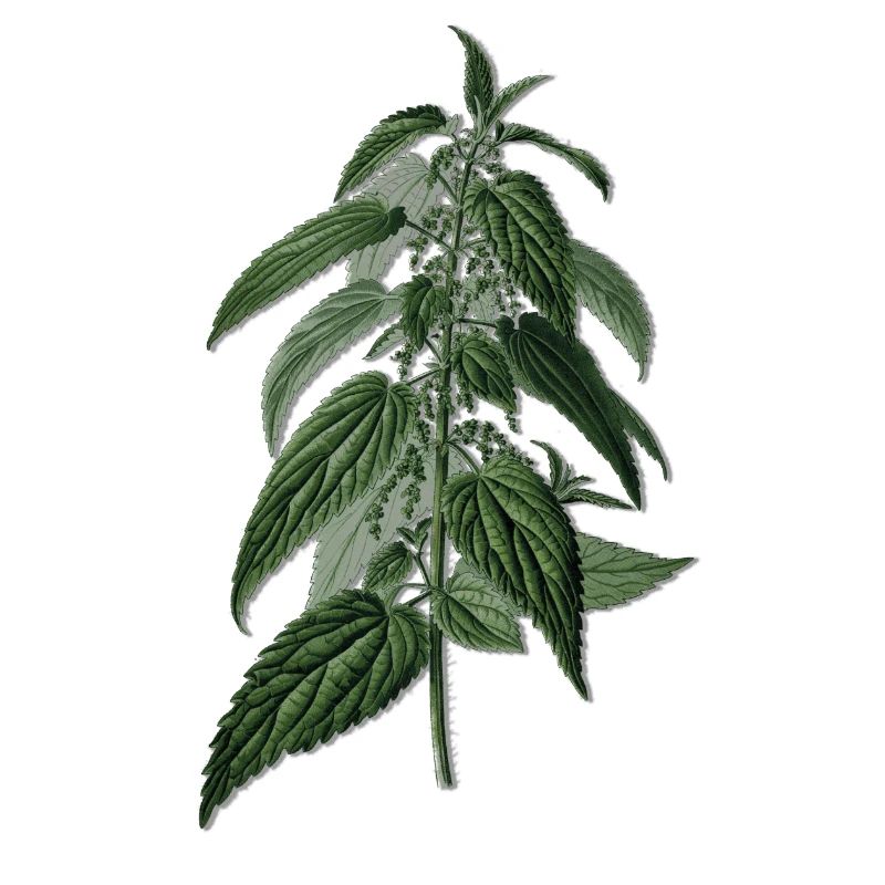 Nettles