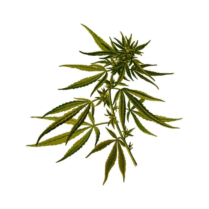 cannabis