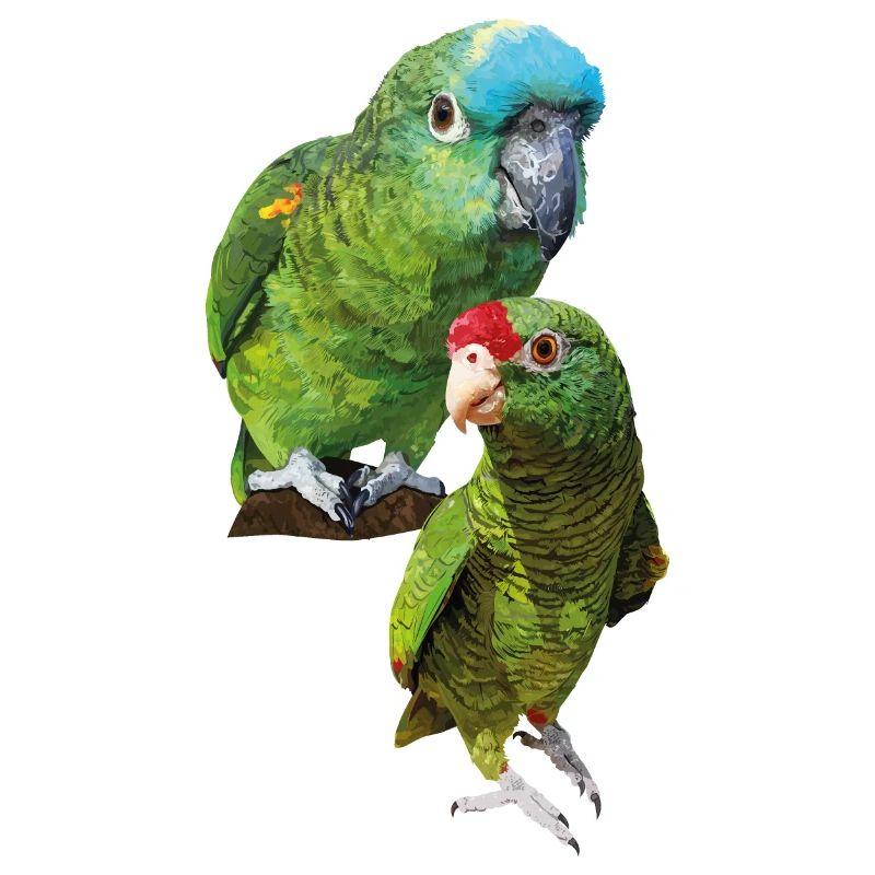 Amazon parrots