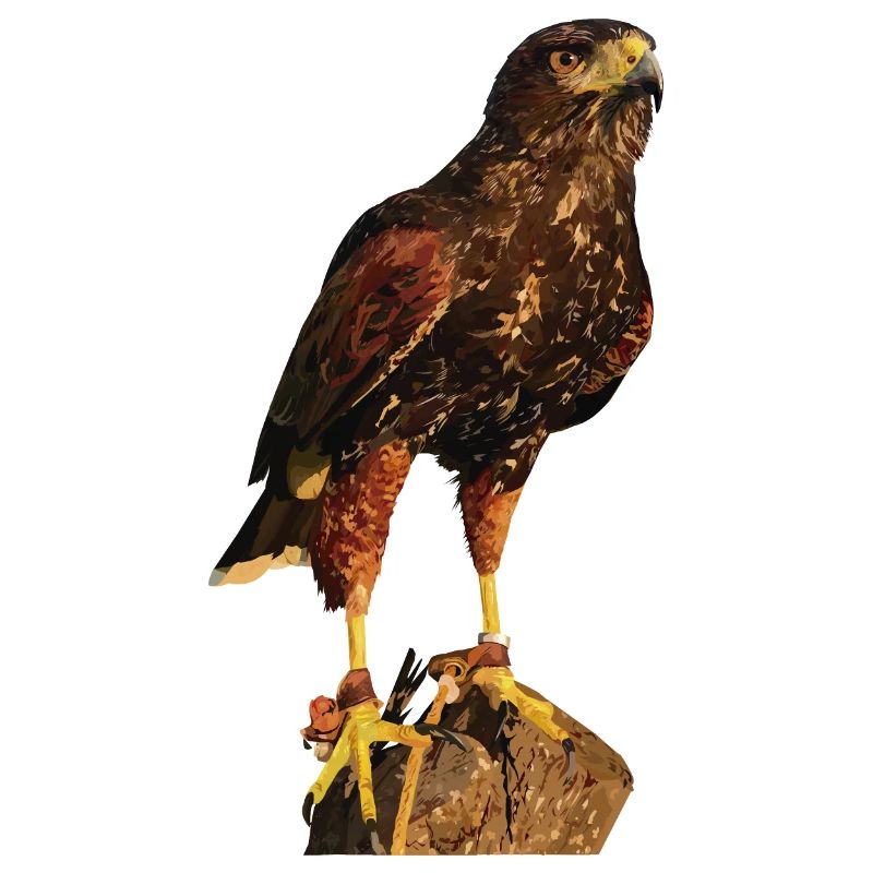 Reddish-reddish hawk