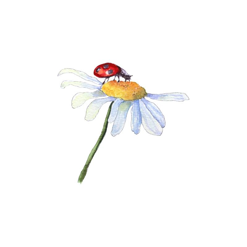 Chamomile flower and ladybug
