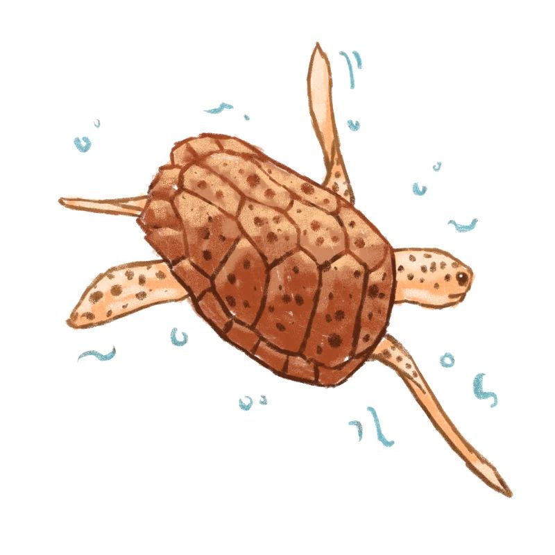 Sea turtle