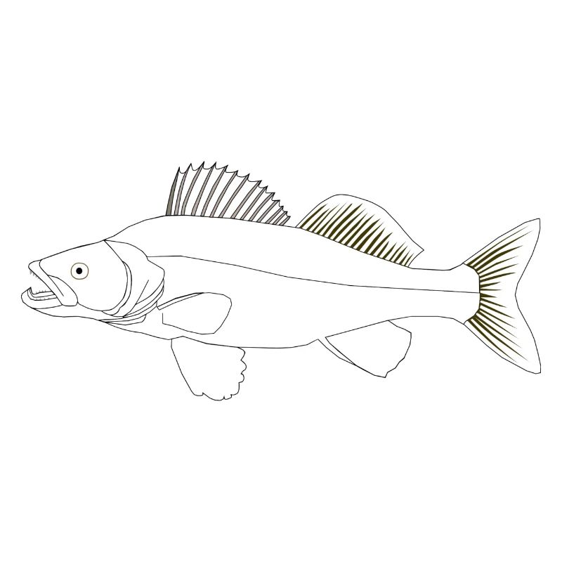 Target fish Zander
