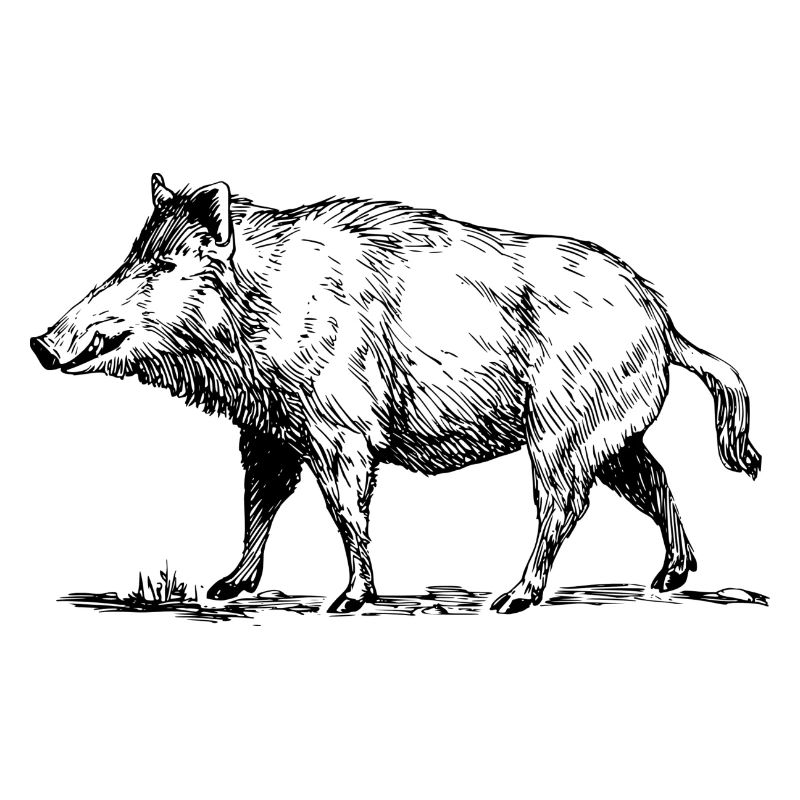 wild boar