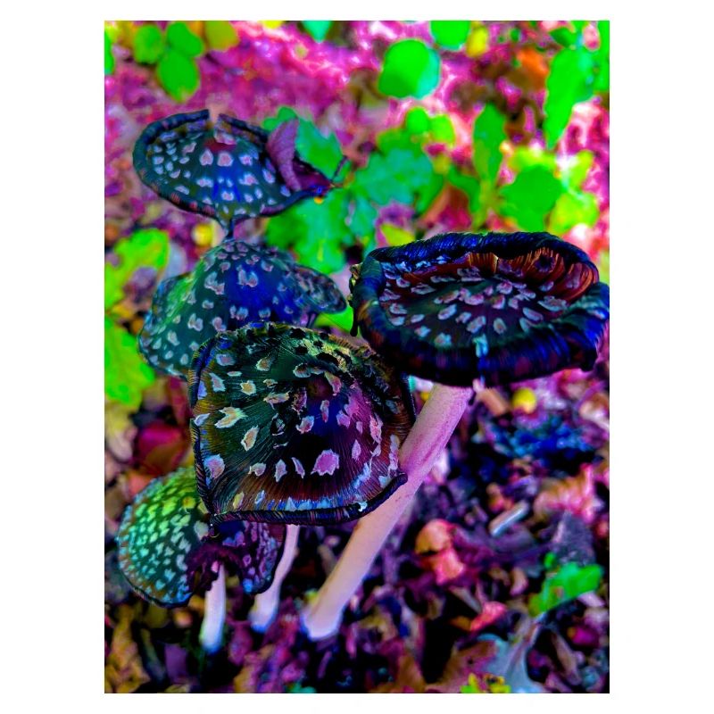 Magicmushrooms