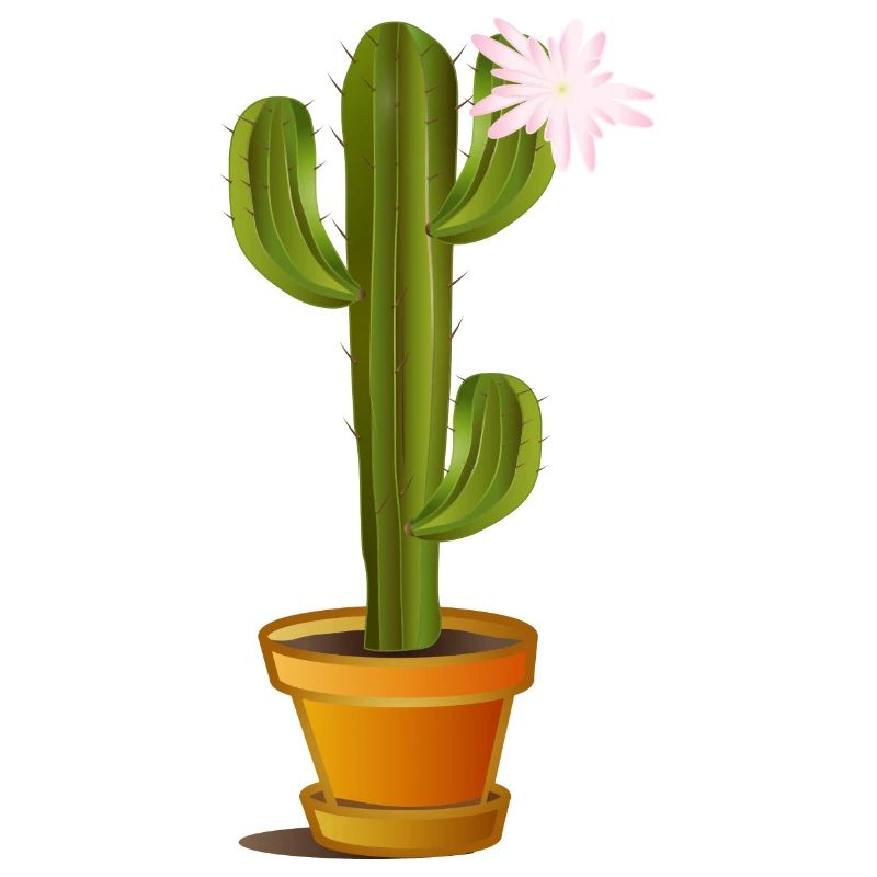 Cactus enchanteur dans un pot de fleurs avec fleur