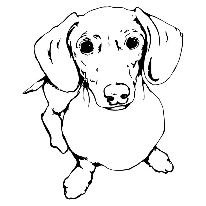 Teckel, Teckel, Teckel, Teckel à poil dur Line Art