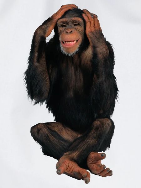 monkey