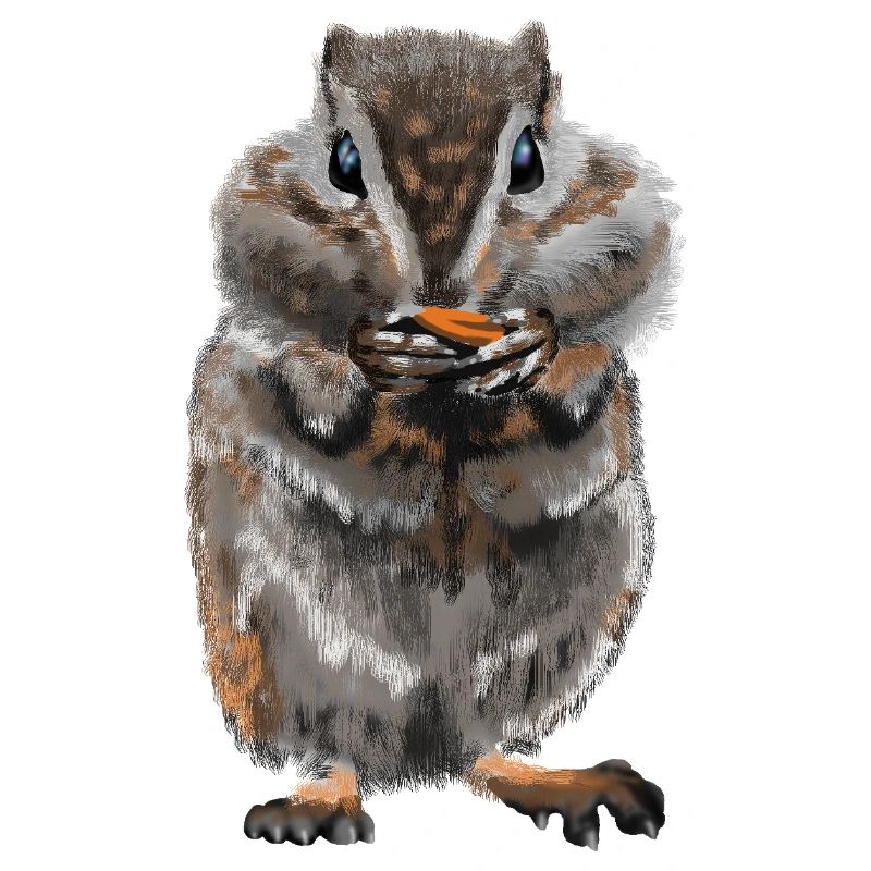 Hamster