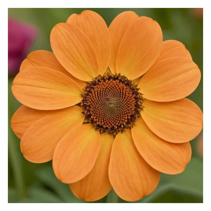 Fibonacci-Blume
