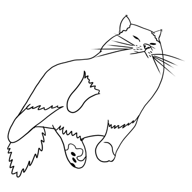 Vildy Katze