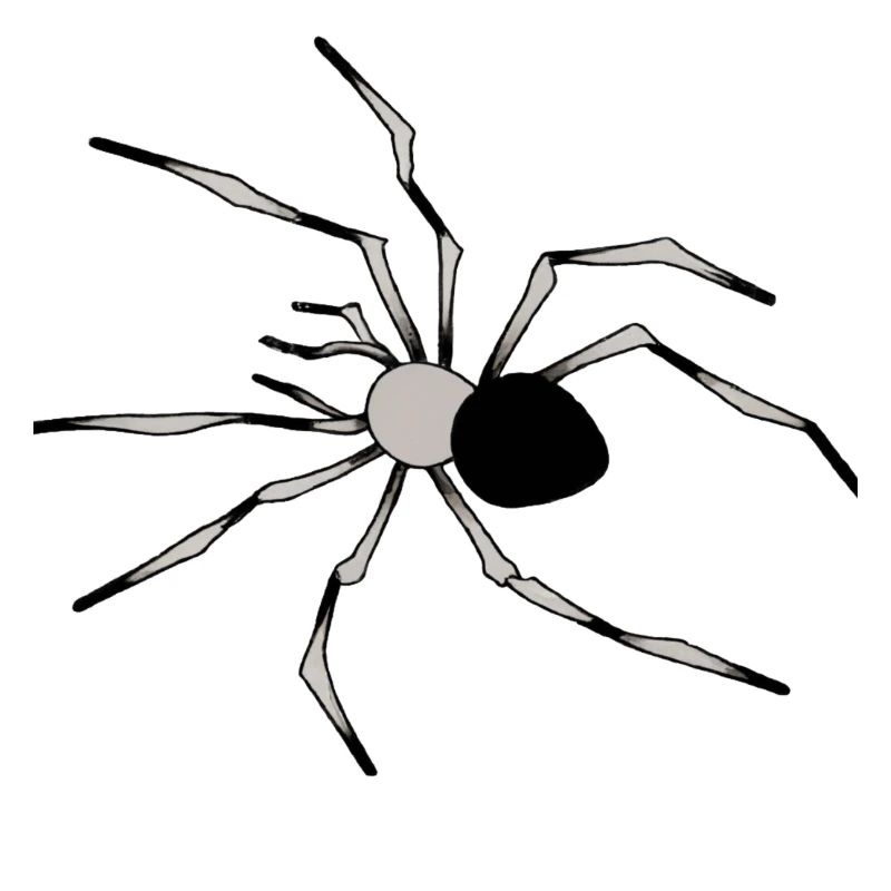 Spider Illustration