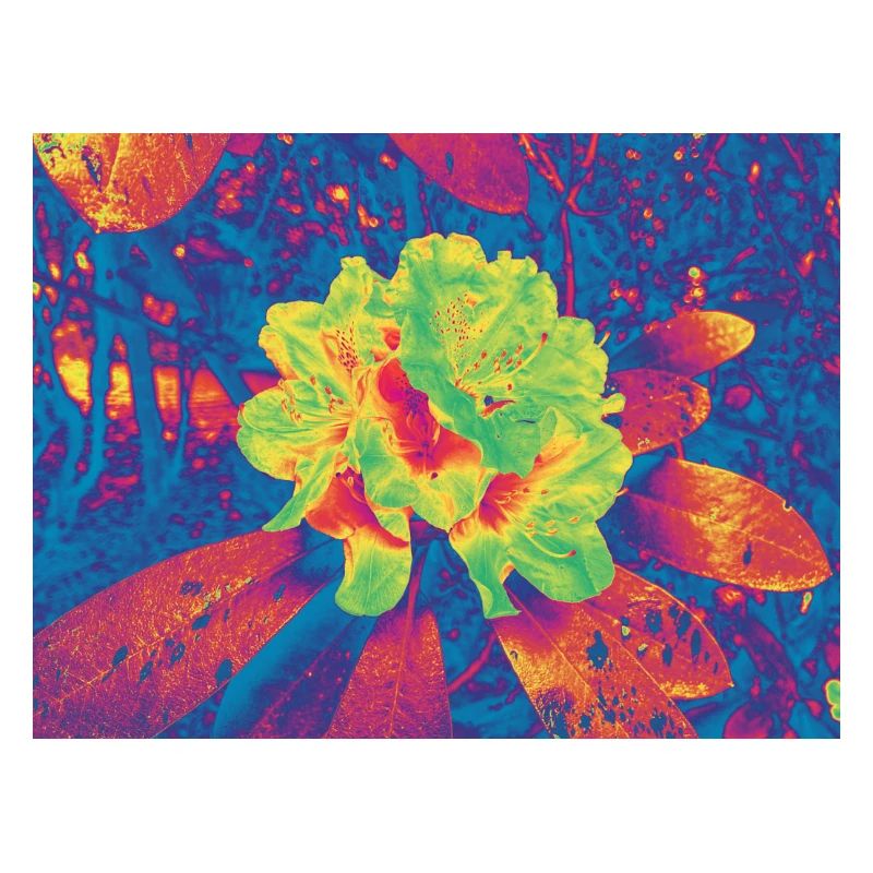 Neon Bloom Psychedelische Blume