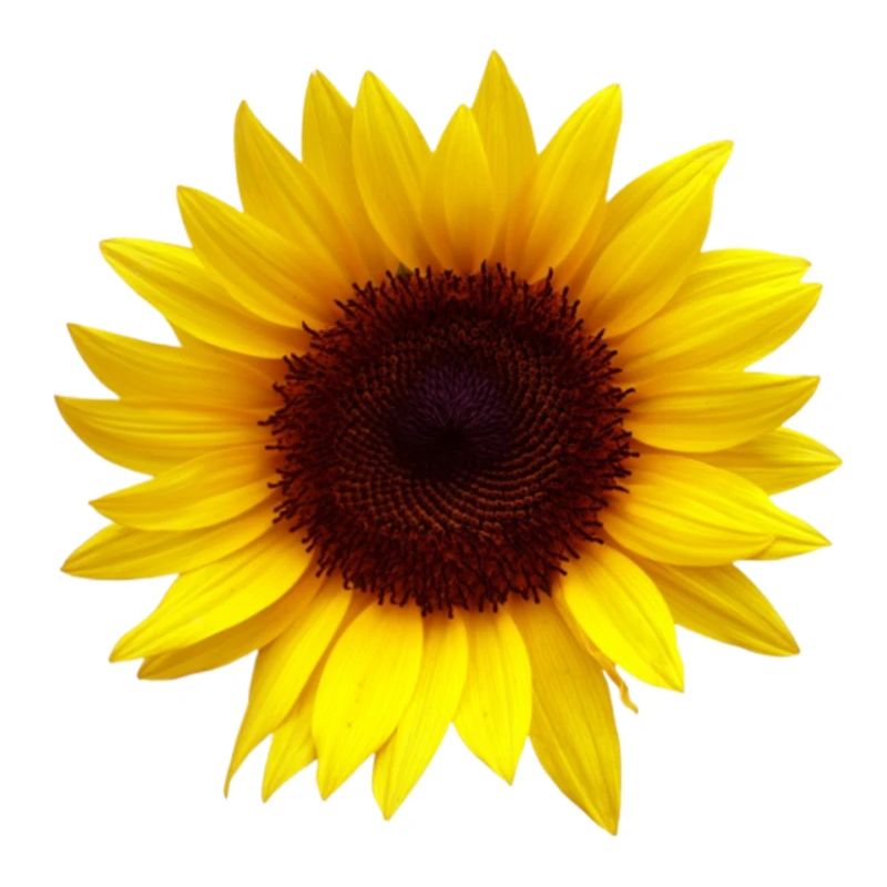 Sunflower Flowers Design