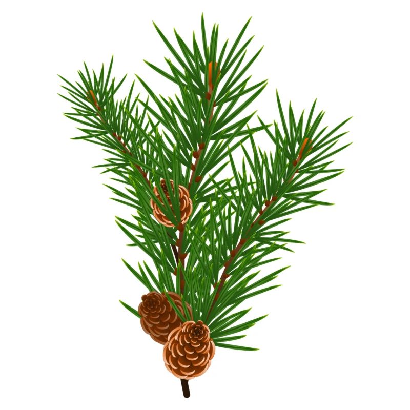 Pine branch