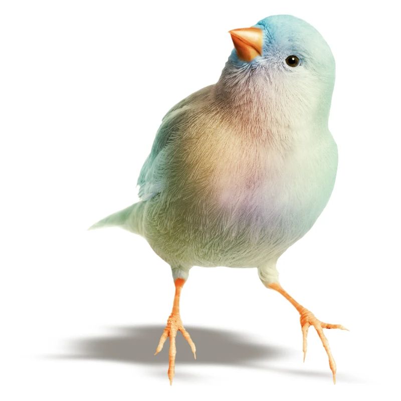 Nachdenklicher Vogel