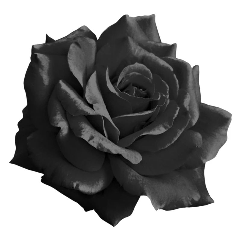 Rose noire