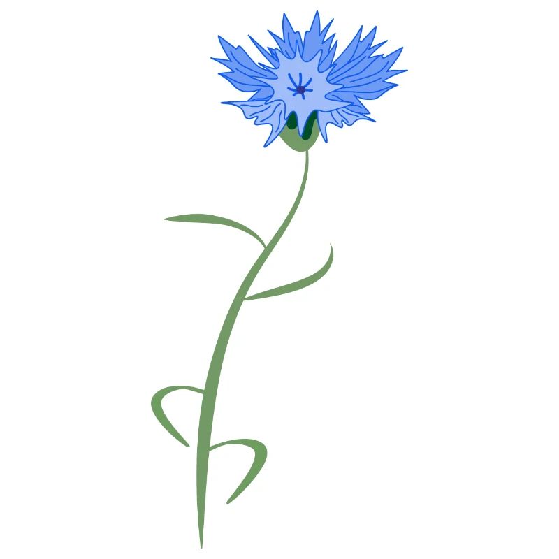 cornflower