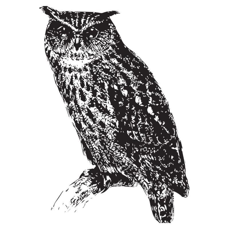 Eule Tier