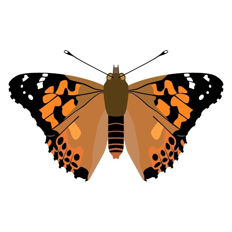 Papillon