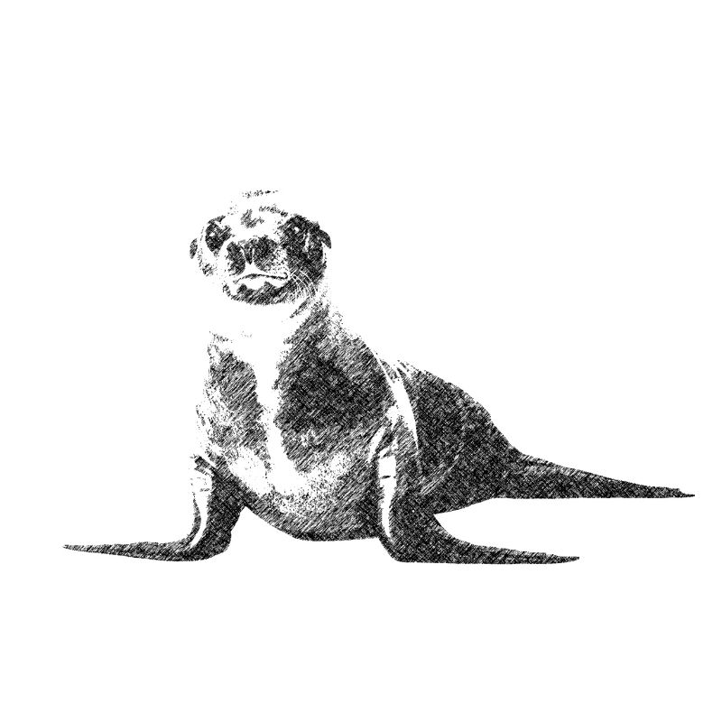 Seelöwe