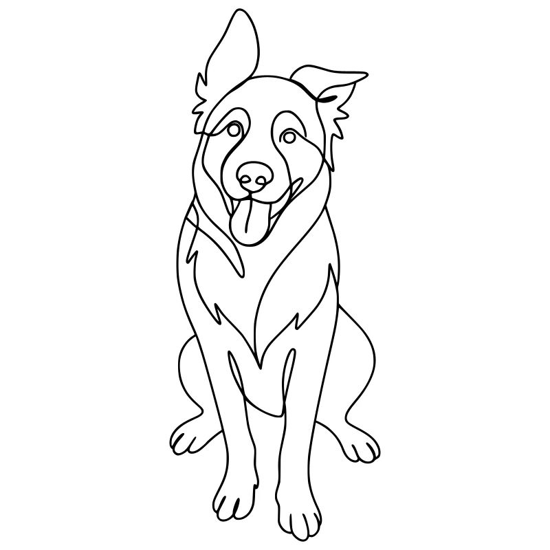 Border Collie Dog 2