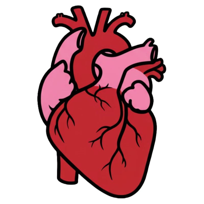 Anatomisches Herz Realistisch Organ Vektor