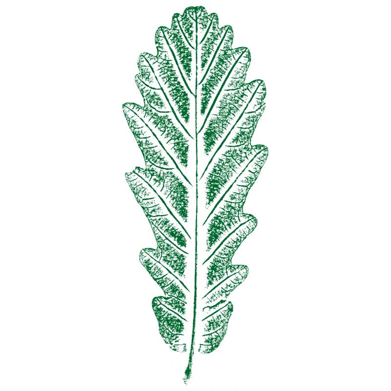 Chêne - Feuille / Feuille de chêne - IMPRIMER