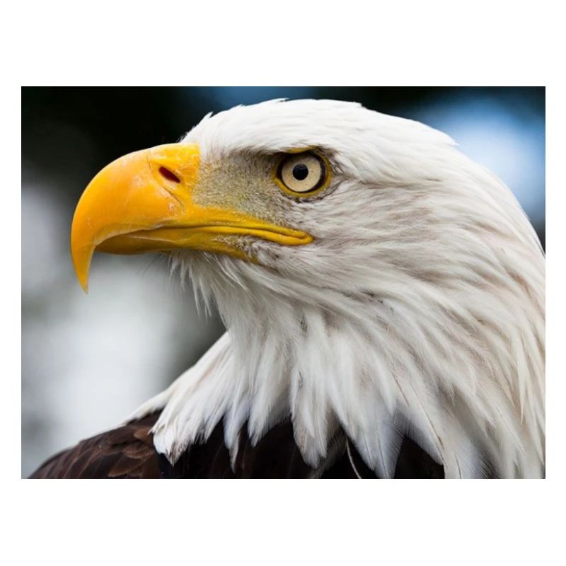 Adler
