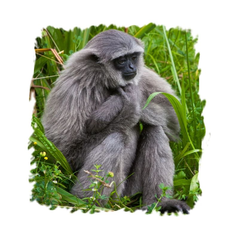 Affe Monkey Gibbon affe