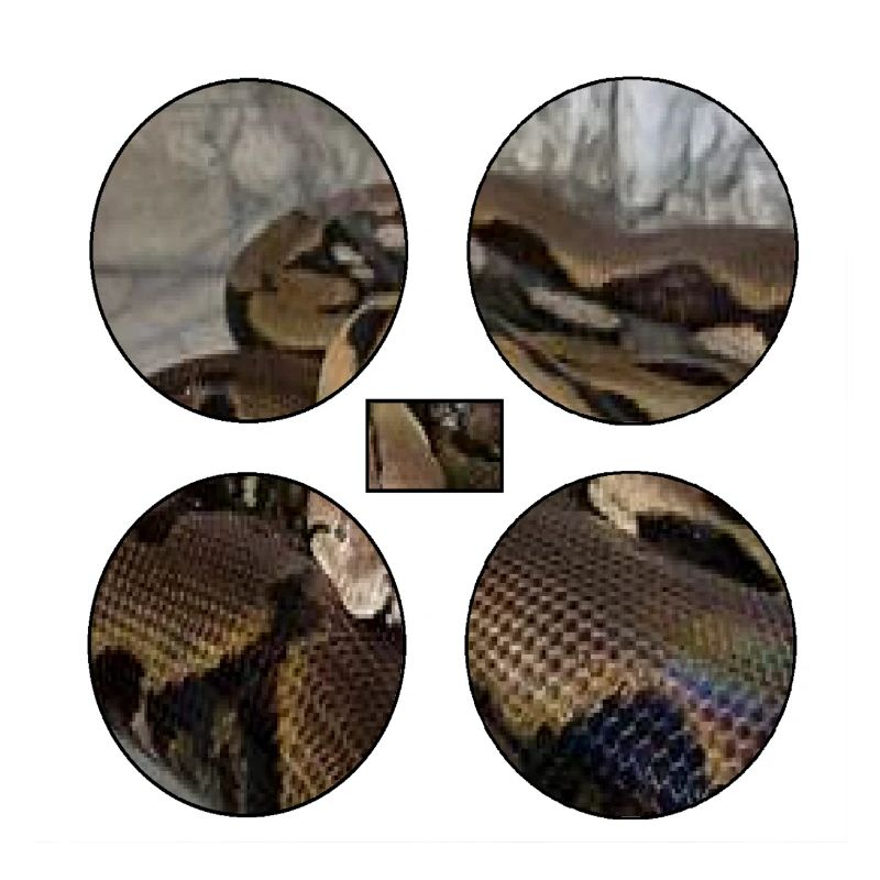 Serpent