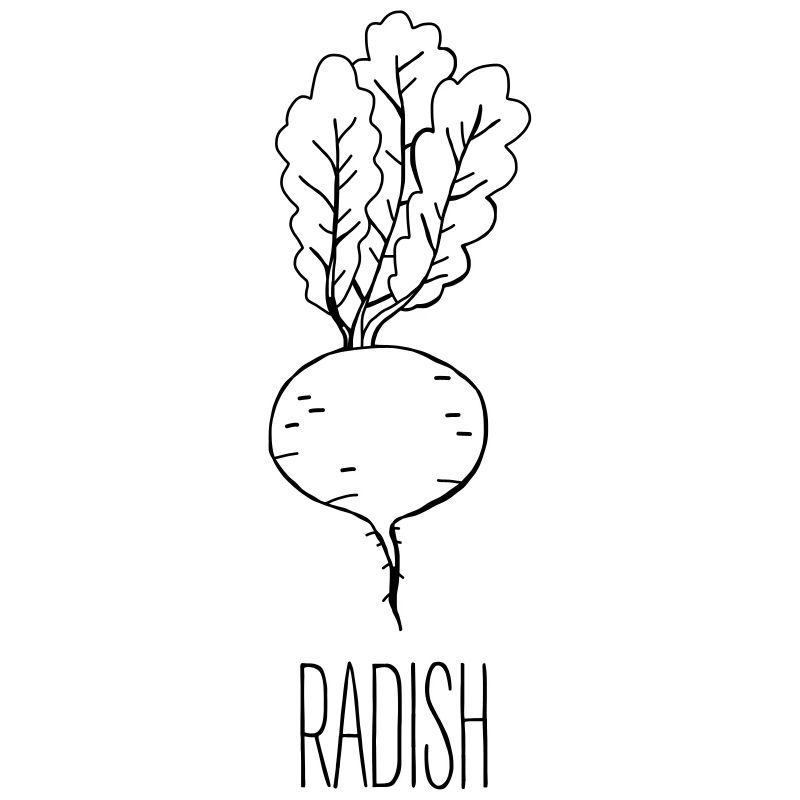 Veganer Gemüse Radieschen