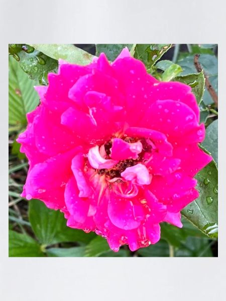 Rosa Rosenblüte
