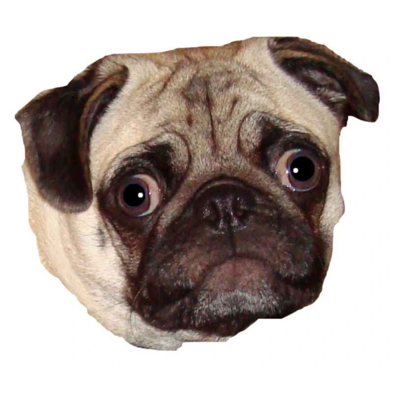 Pug
