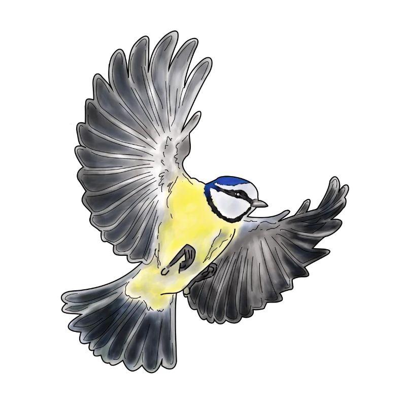 Great tit