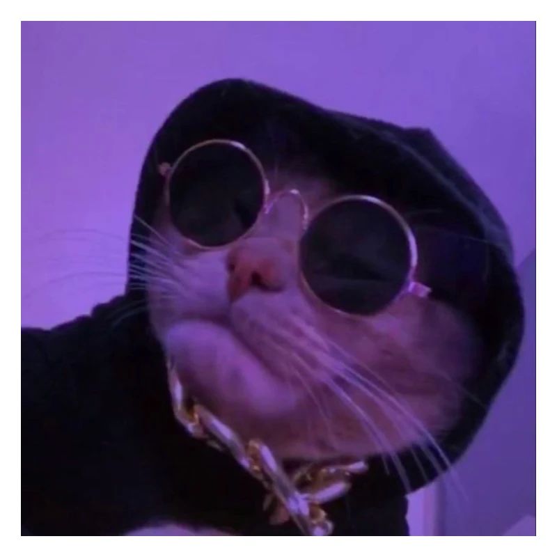 Cool Cat / Coole Katze