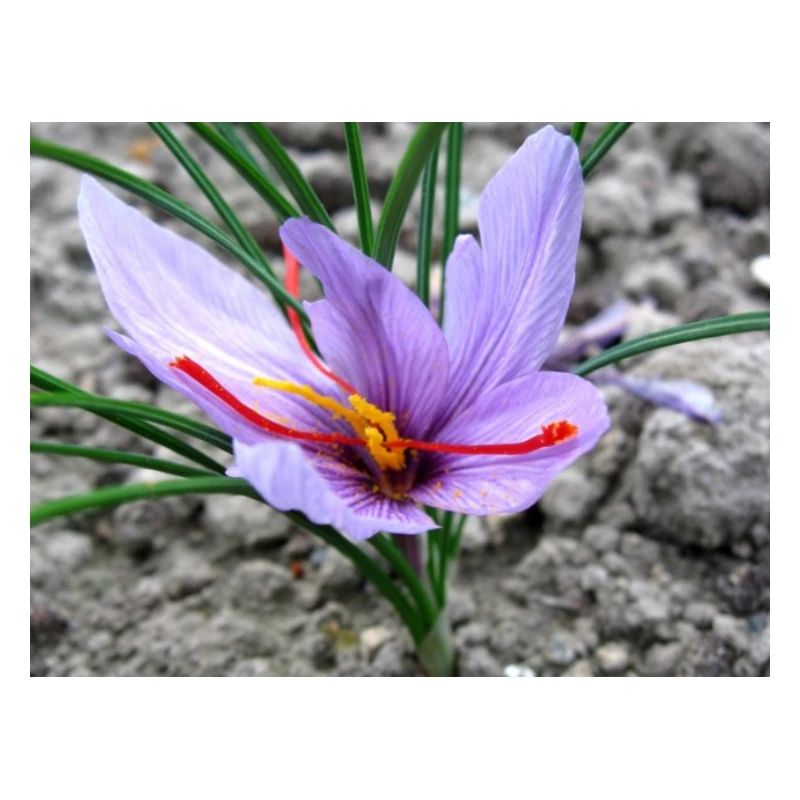 crocus