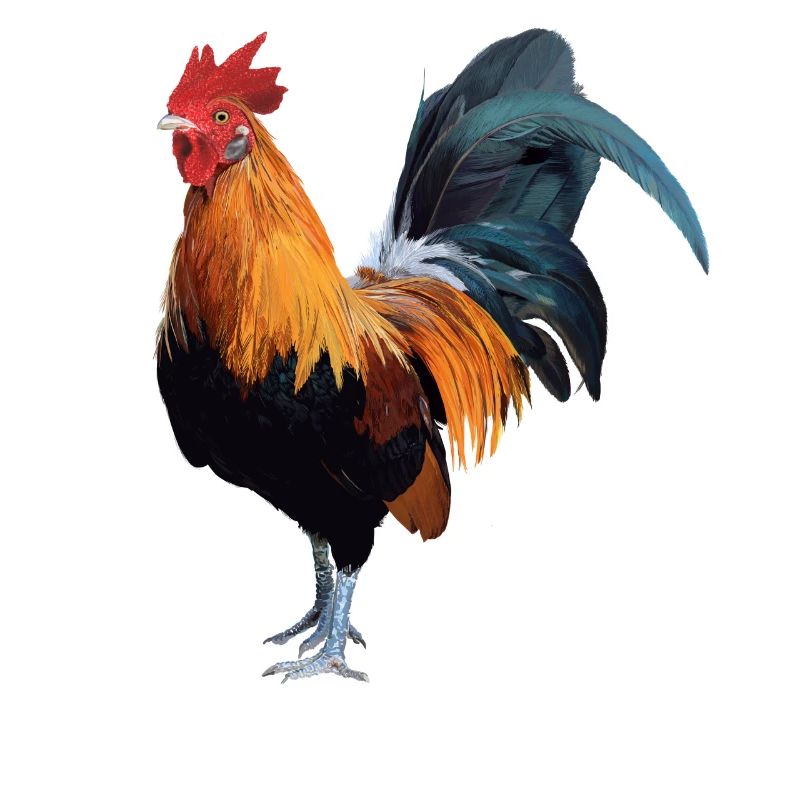 Hahn