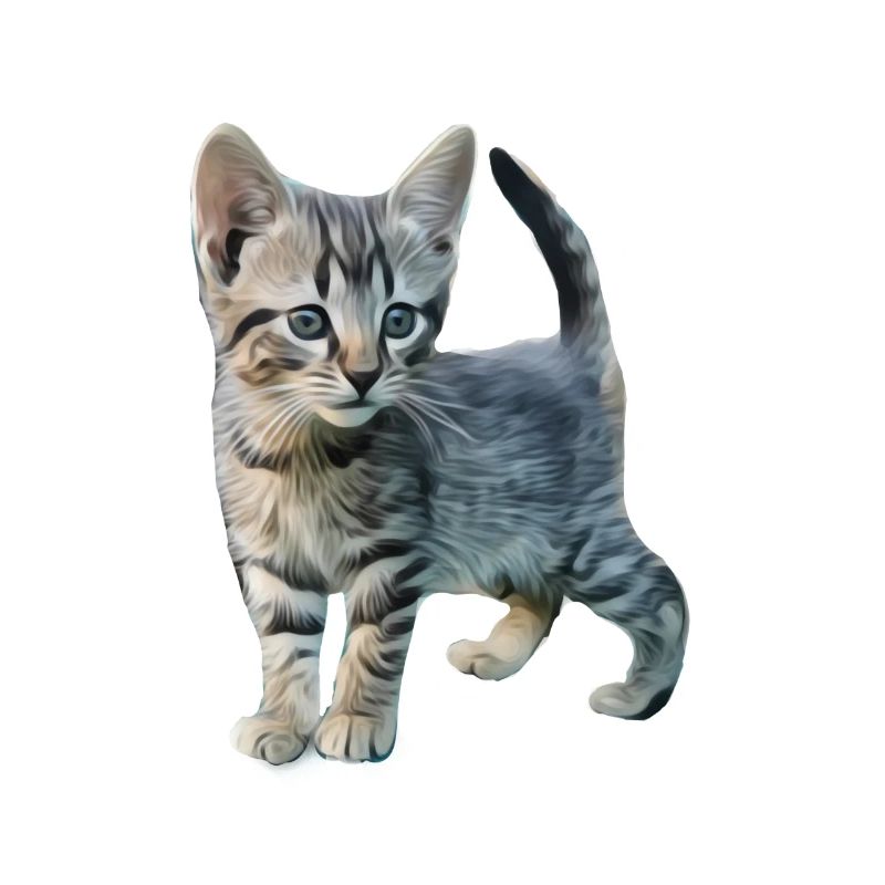 Chat mignon chat chat mignon animaux mignons