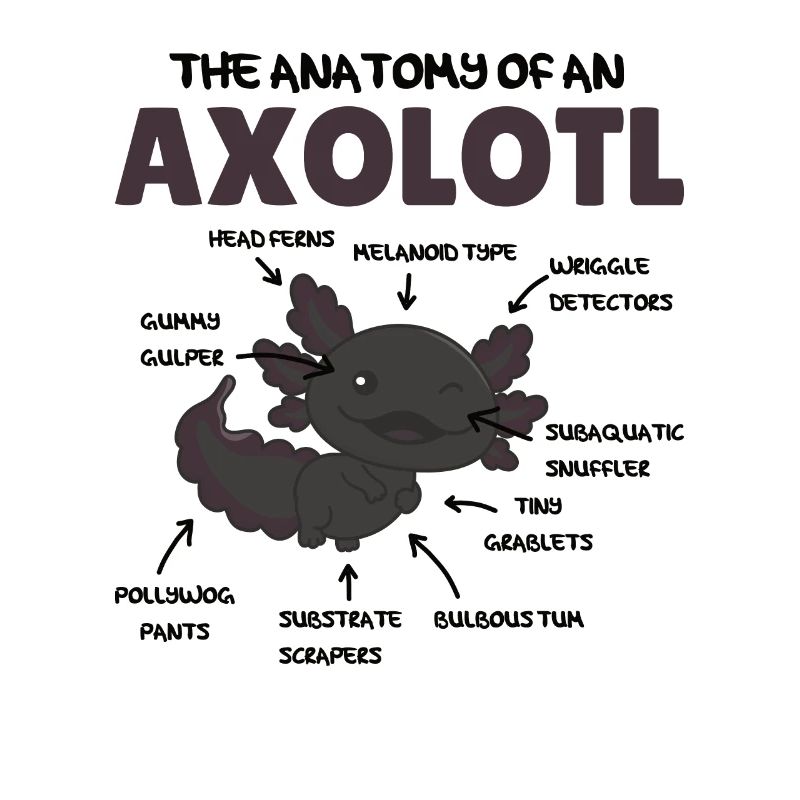 Explication de l’axolotl Anatomie d’un axolotl