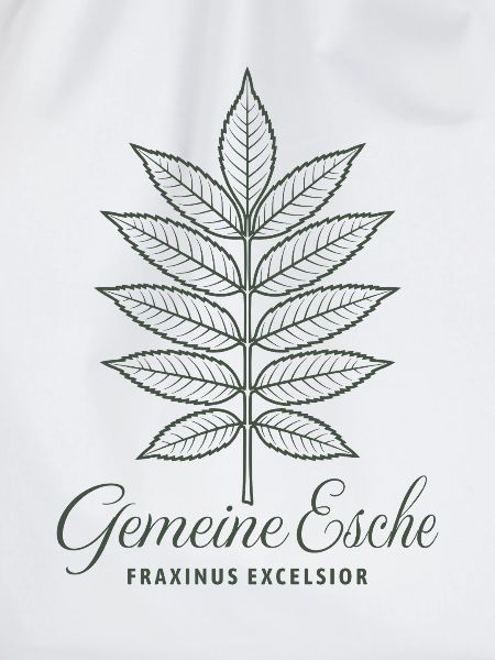 Gemeine Esche | Eschenblatt | Wald | Baum