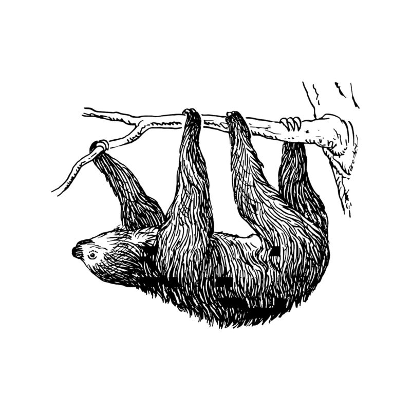 sloth