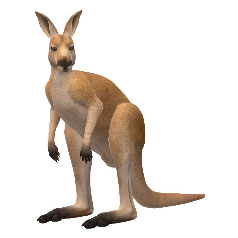 3D kangaroo