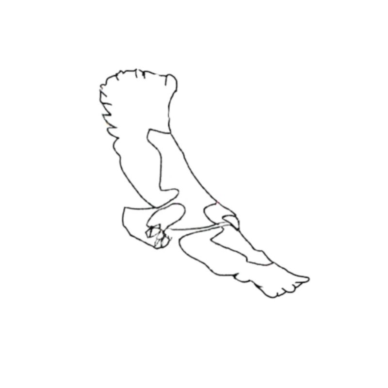 Eagle large