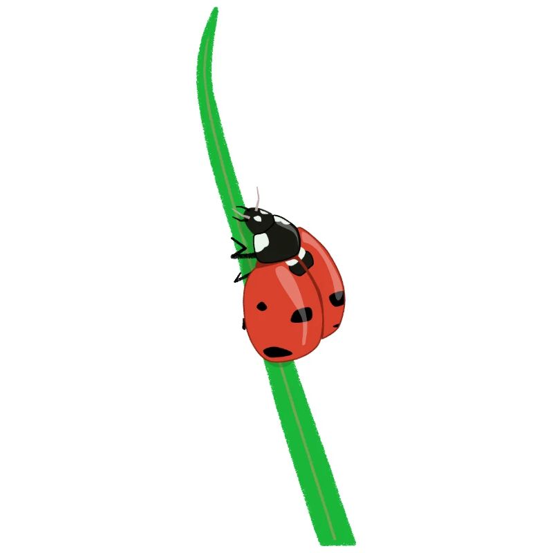 Ladybug May Beetle Easter Animal Nature Insect