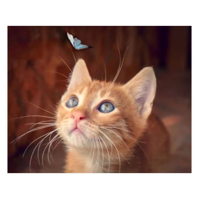 Katze