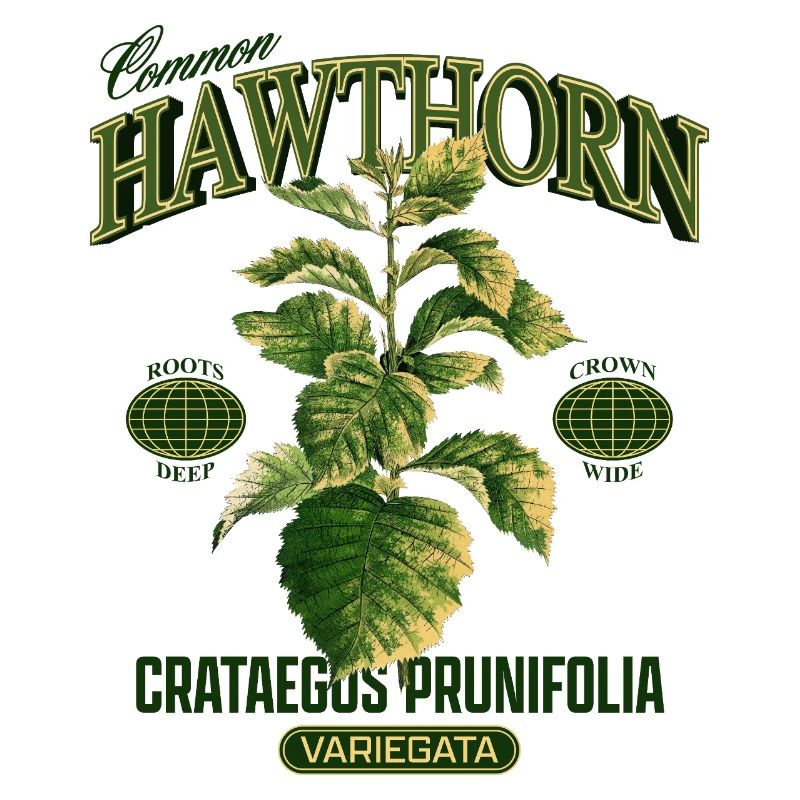 Common Hawthorn Botanical Art